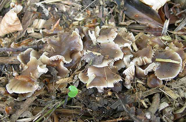 Una peziza nel sacco e altre specie primaverili